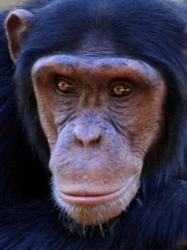 A real chimpanzee