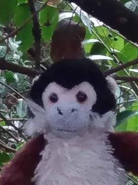 A toy monkey puppet