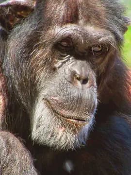 A real chimpanzee